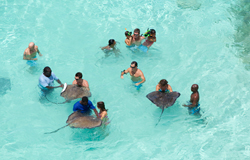 Stingray City